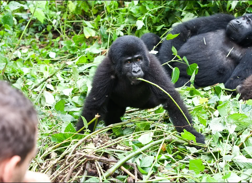 Double Gorilla Trekking in Bwindi from USA - A Complete Guide