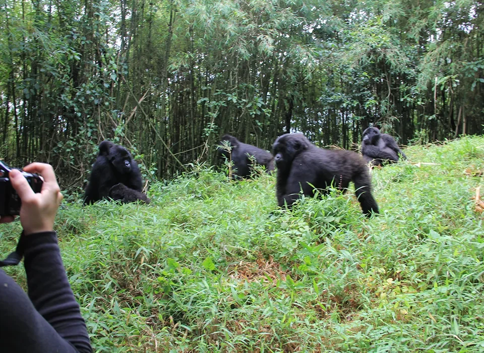 Double Gorilla Trekking in Rwanda - What to Expect