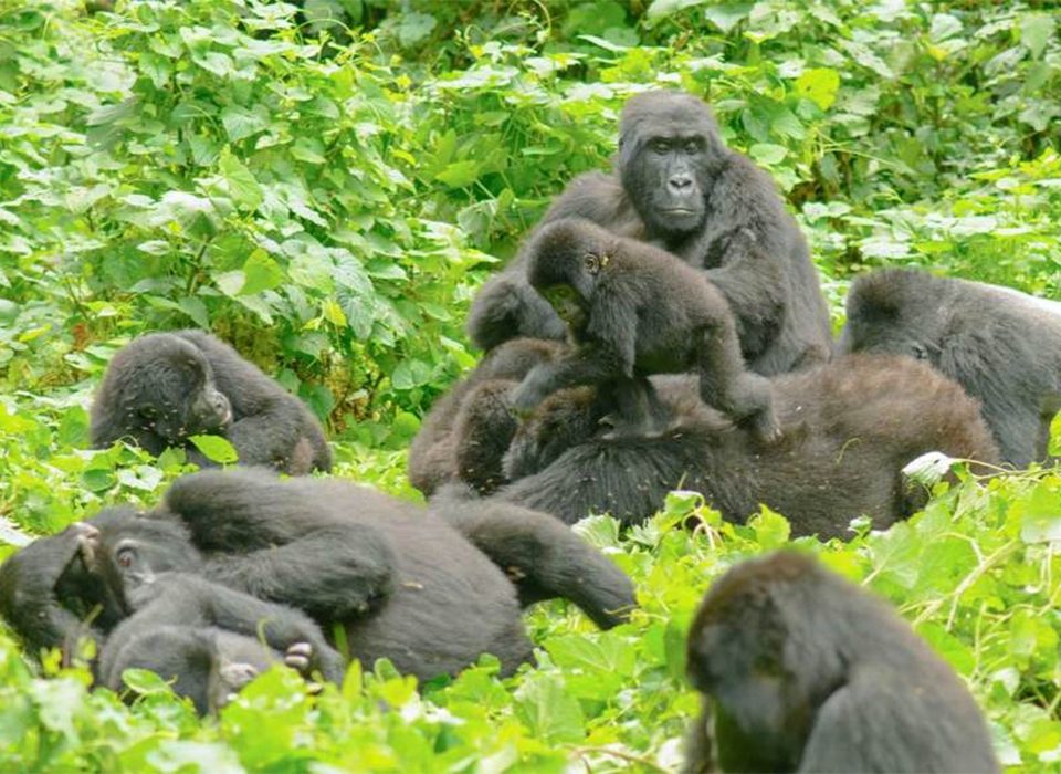 Habinyanja Gorilla Family Trekking Experience