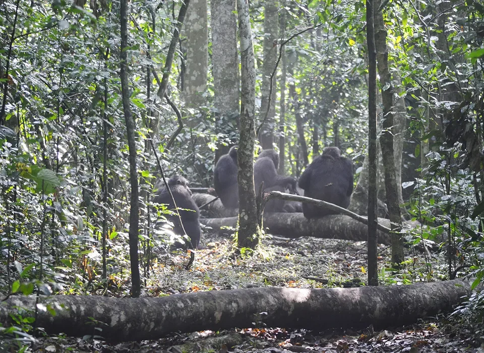 How to Plan Primates & Game Safari in Uganda from Kigali