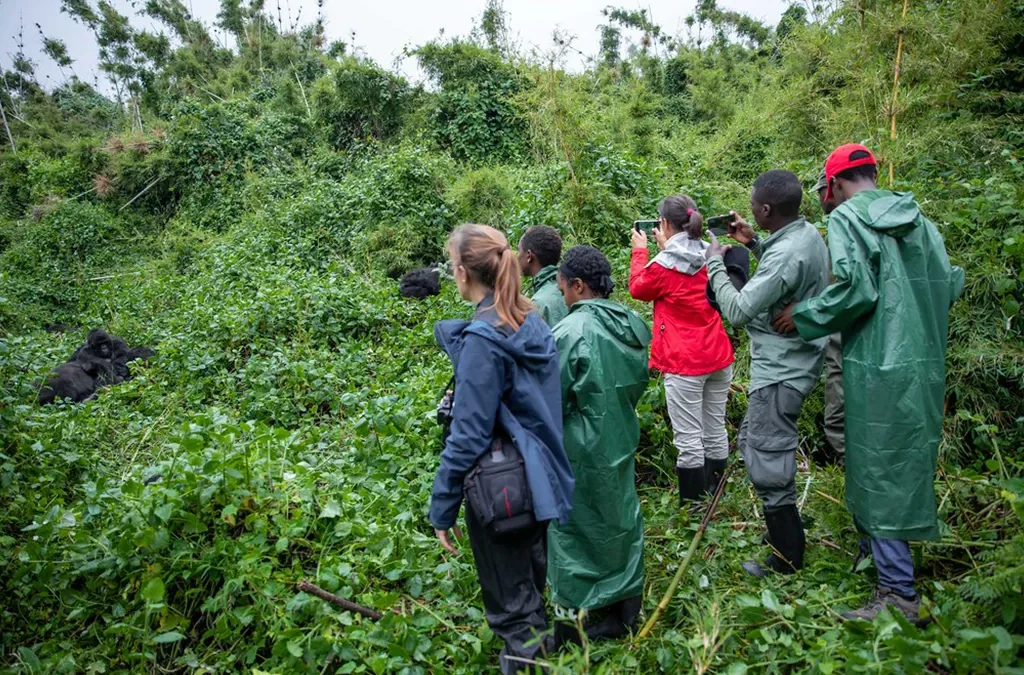 How to plan Gorilla Safari in both Rwanda & Uganda
