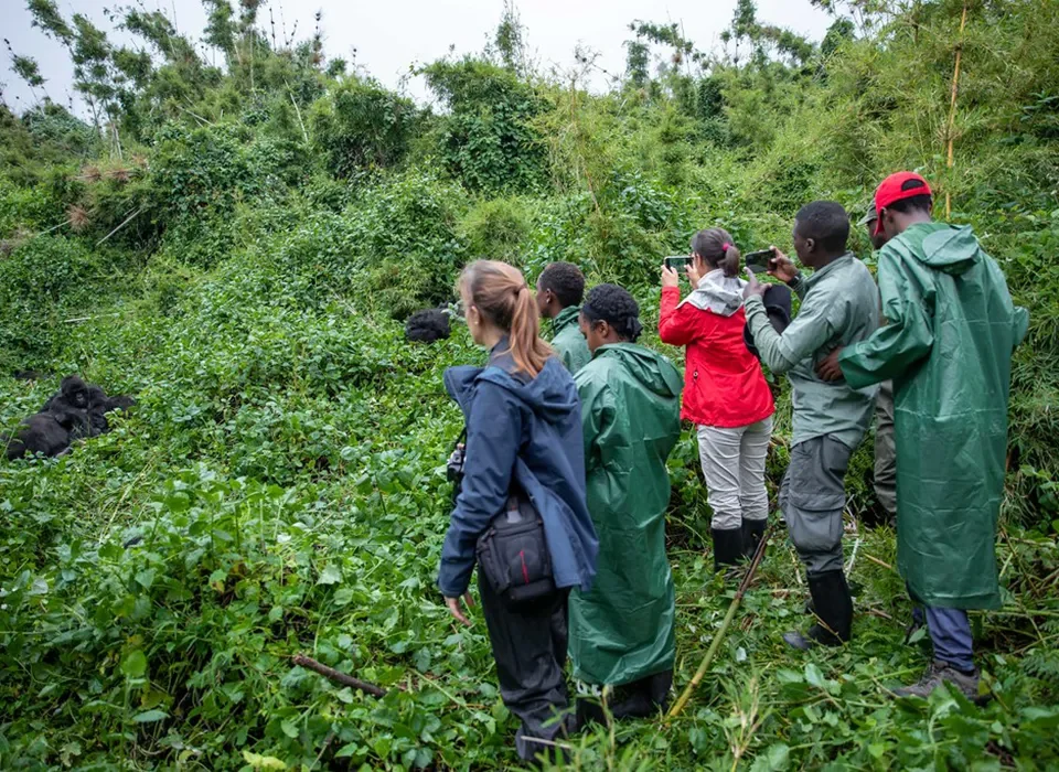 How to plan Gorilla Safari in both Rwanda & Uganda