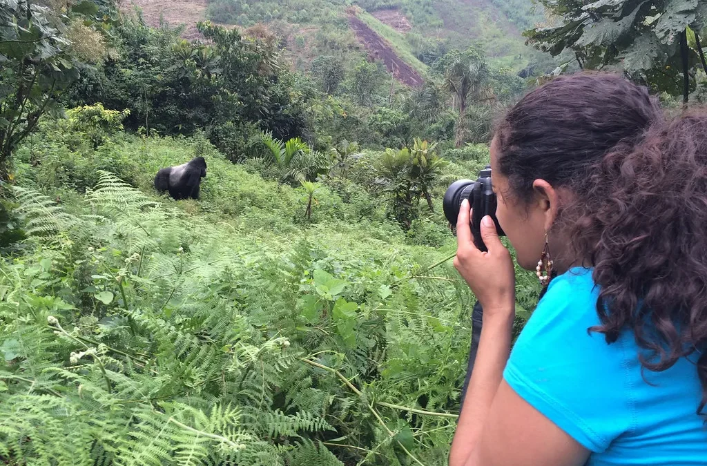 How to plan a Primate Safari in Uganda Over Christmas