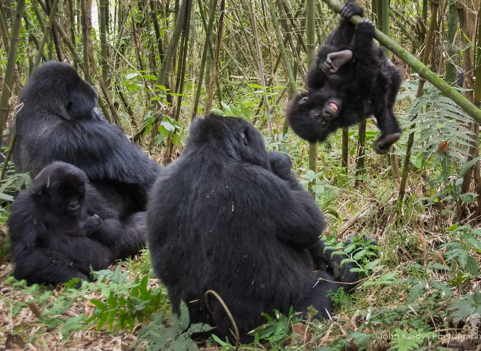 How to plan a short gorilla tour to Mgahinga from Kigali