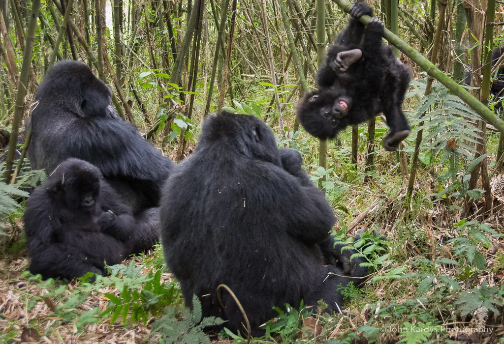How to plan a short gorilla tour to Mgahinga from Kigali