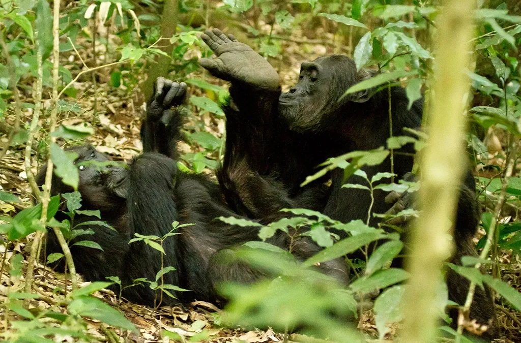 Is Chimpanzee Trekking in Uganda Available on New Year’s Day