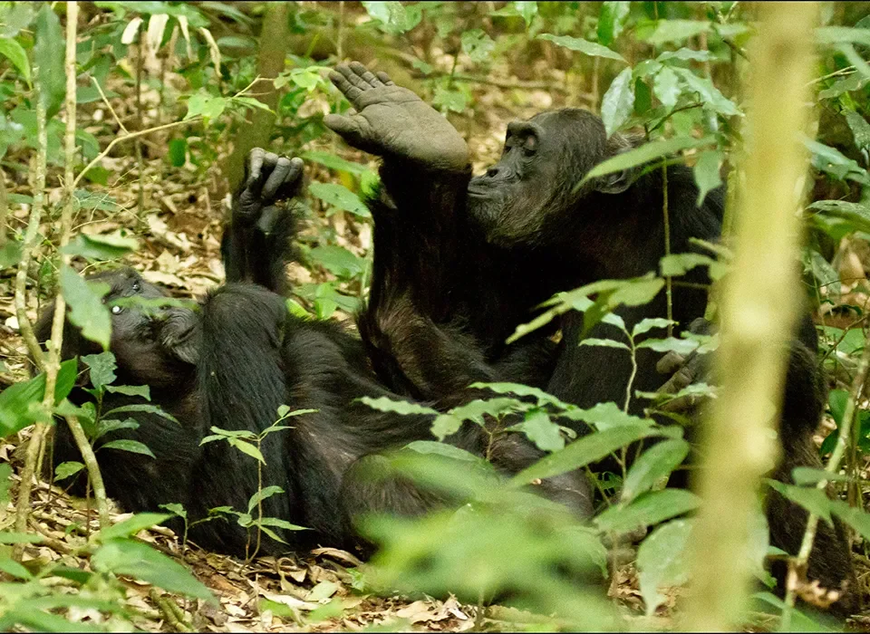 Is Chimpanzee Trekking in Uganda Available on New Year’s Day