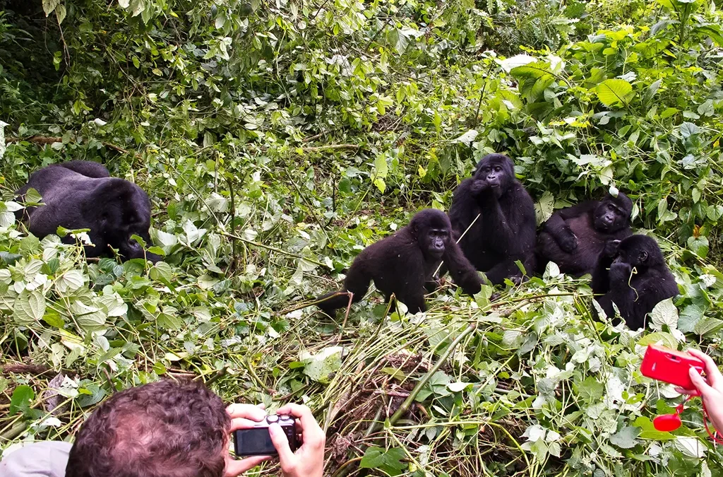 Is Gorilla Trekking in Uganda Open during Christmas Week