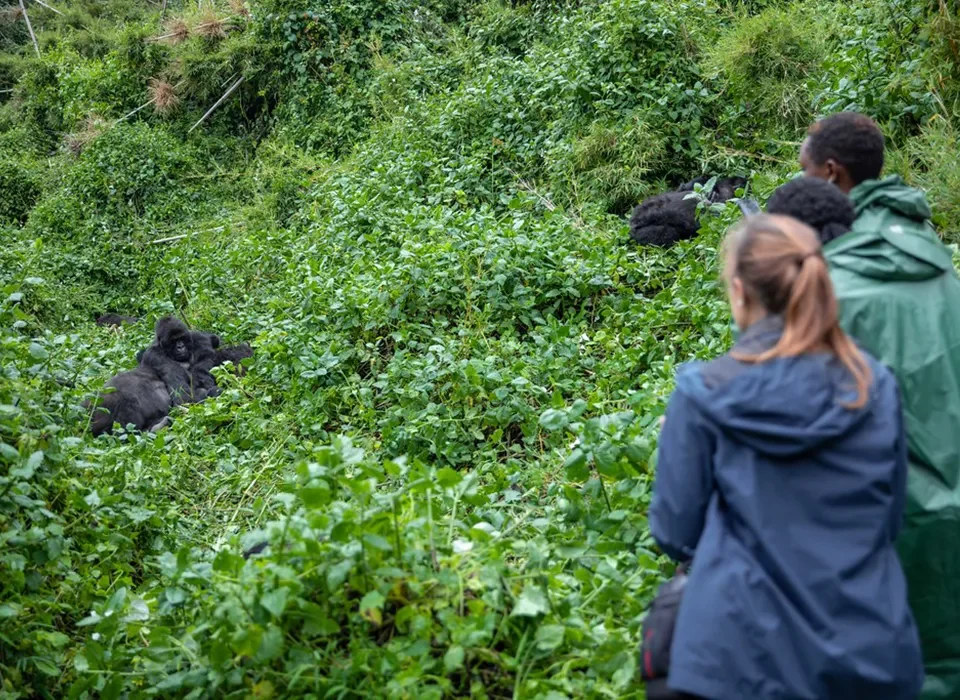 Luxury Gorilla Trekking in Volcanoes National Park - What to Expect
