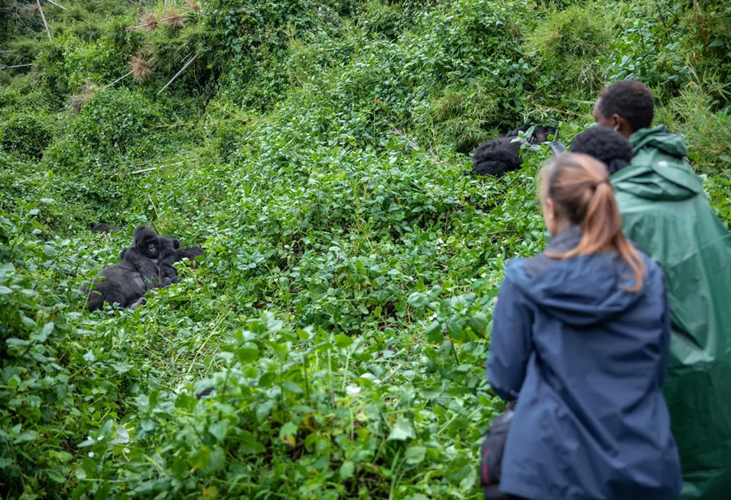 Luxury Gorilla Trekking in Volcanoes National Park - What to Expect