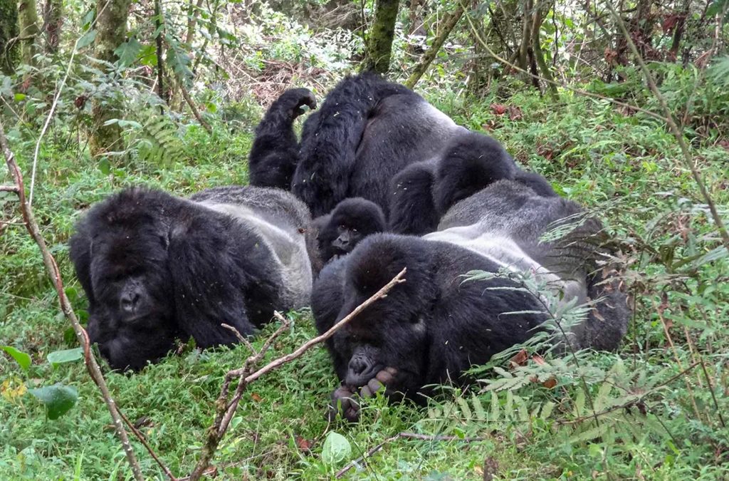 Mubare Gorilla Family - Uganda's First Habituated Group