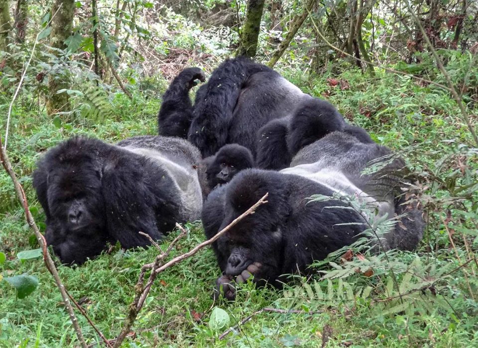 Mubare Gorilla Family - Uganda's First Habituated Group
