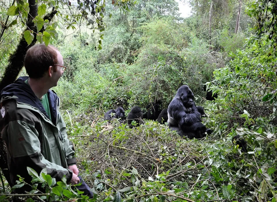 One Hour with Gorillas in Uganda & Rwanda Is it Enough