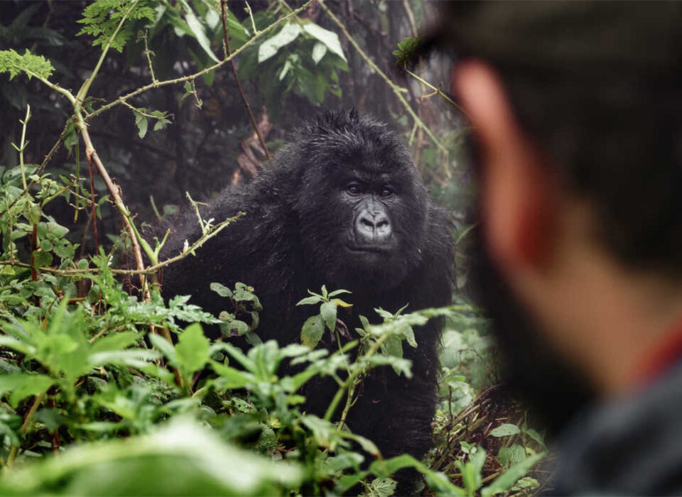 What Happens If It Rains During Gorilla Trekking