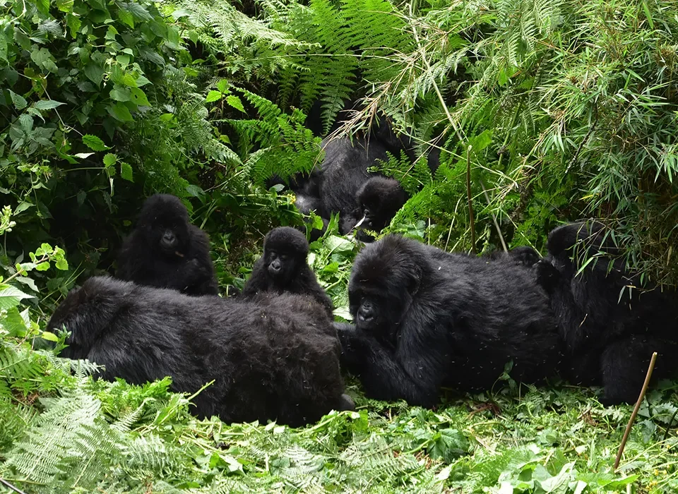 What Is the Group Size for Gorilla Trekking in Rwanda