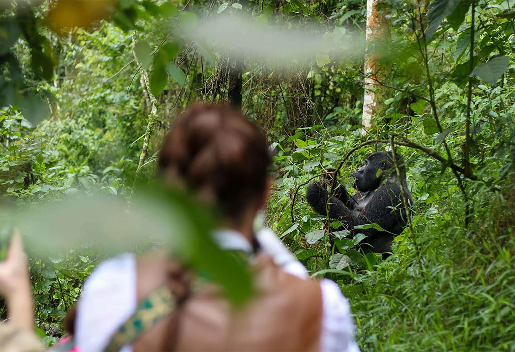 Which Sector Is Best for Gorilla Trekking in Bwindi?