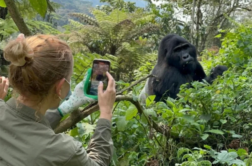 3-Day Gorilla Safari to Bwindi cost guide featuring mountain gorillas