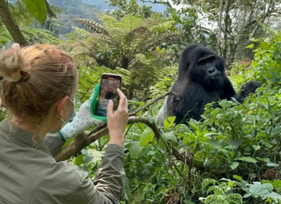 3-Day Gorilla Safari to Bwindi cost guide featuring mountain gorillas