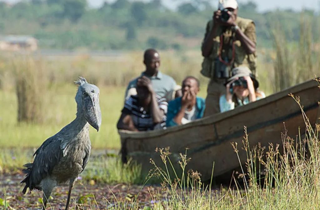 Birding, Gorillas and Cultural Safari in Uganda : 12-Day Adventure