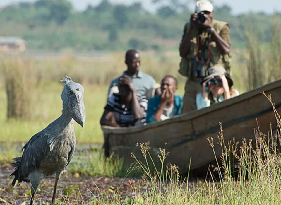 Birding, Gorillas and Cultural Safari in Uganda : 12-Day Adventure