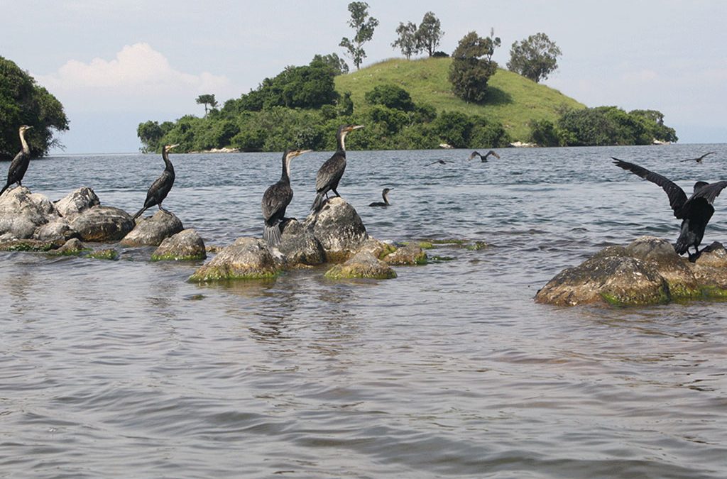 Birding Hotspots Around Lake Kivu