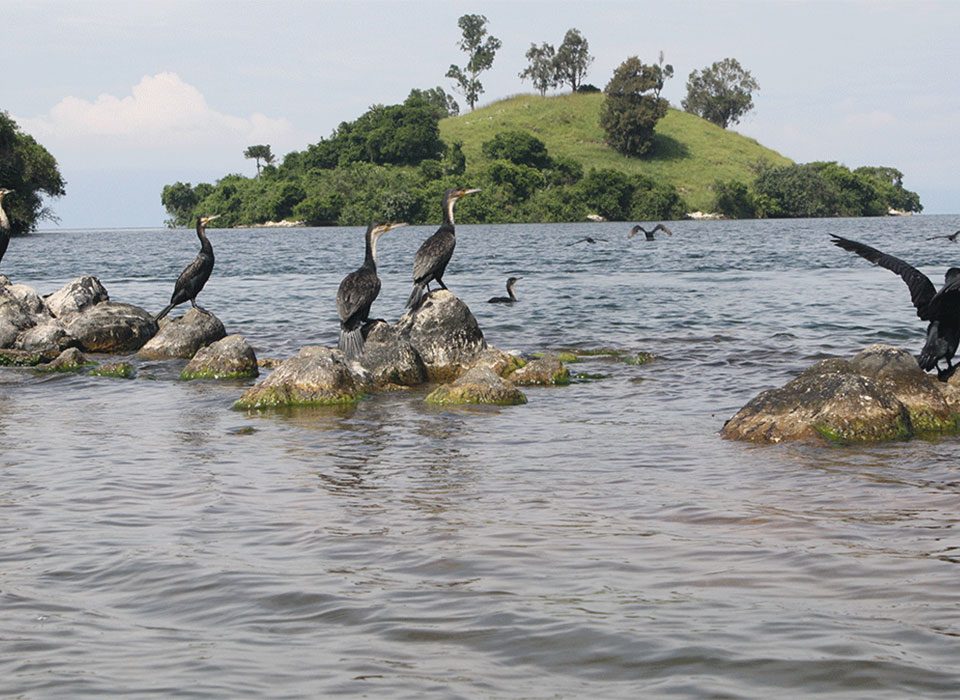 Birding Hotspots Around Lake Kivu