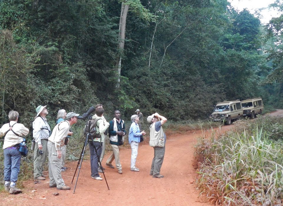 Birding Mabira Forest and Chimp Trekking in Budongo