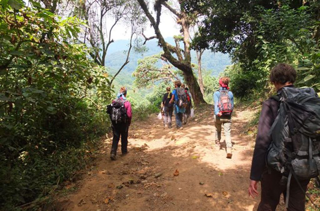 Birding in Echuya Forest and Gorilla Safari in Rushaga