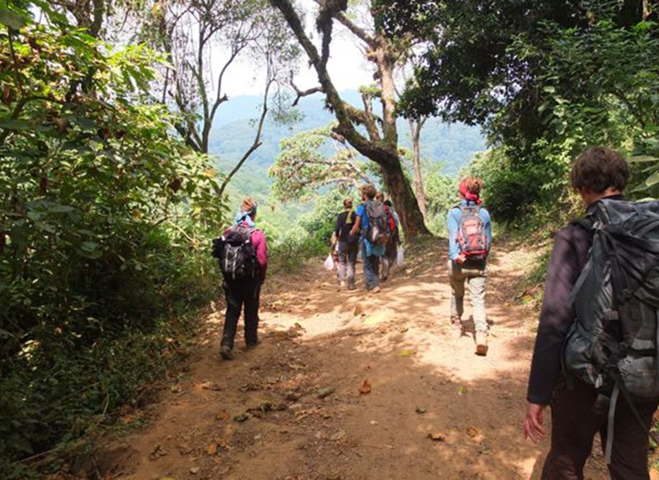 Birding in Echuya Forest and Gorilla Safari in Rushaga