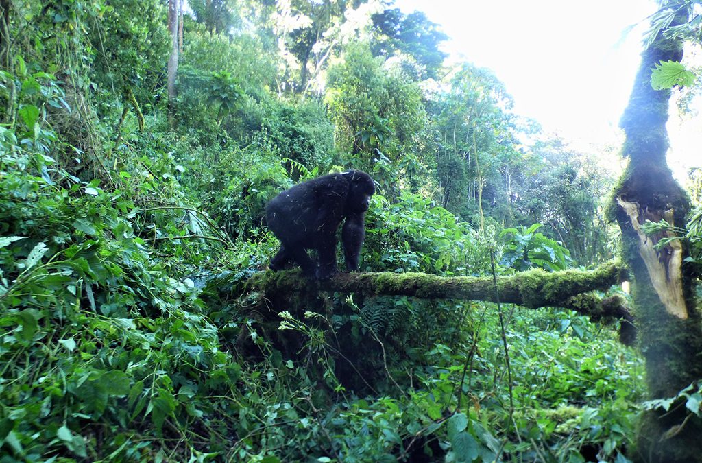 Bwindi Gorillas & Golden Monkey Habituation in Mgahinga