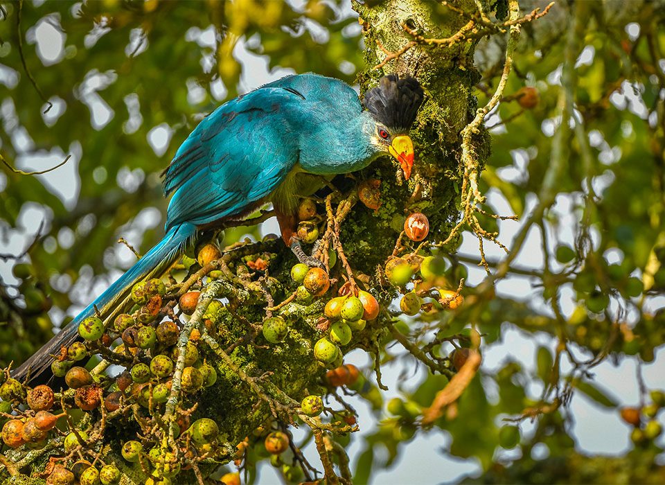 Combining Birding and Chimpanzee Trekking in Kibale
