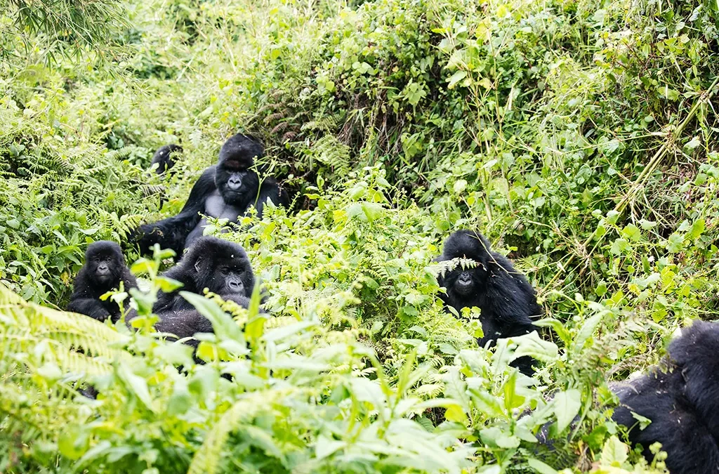 Combining Gorillas in Rwanda with Batwa Experience in Uganda