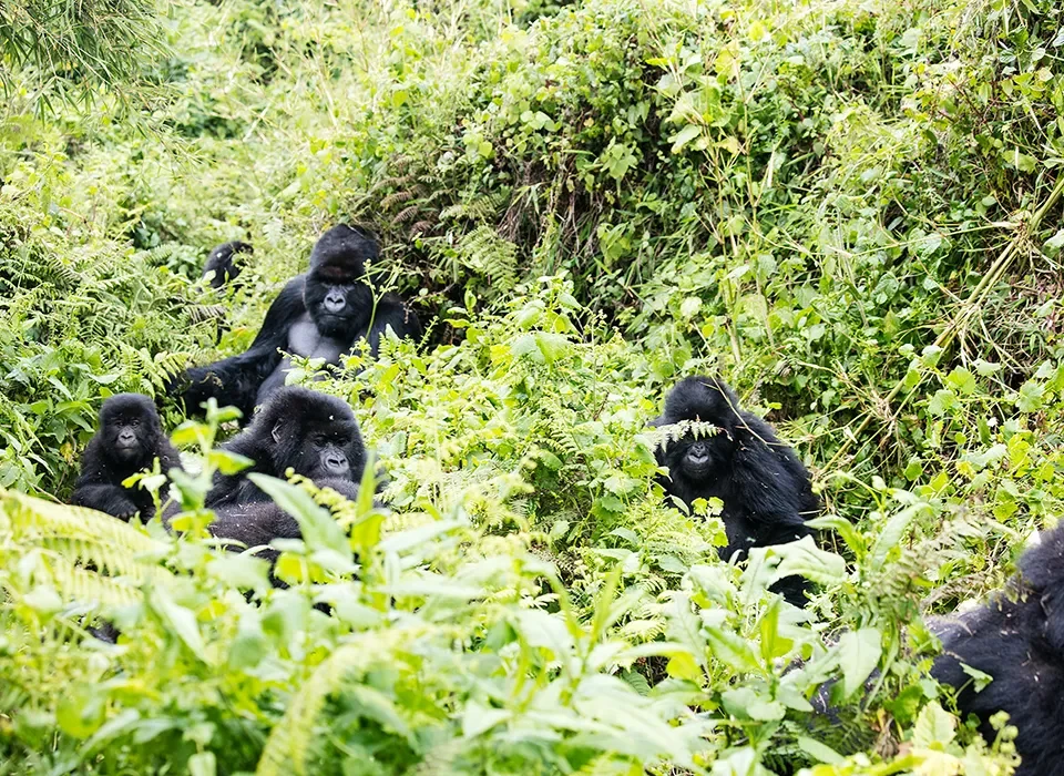 Combining Gorillas in Rwanda with Batwa Experience in Uganda