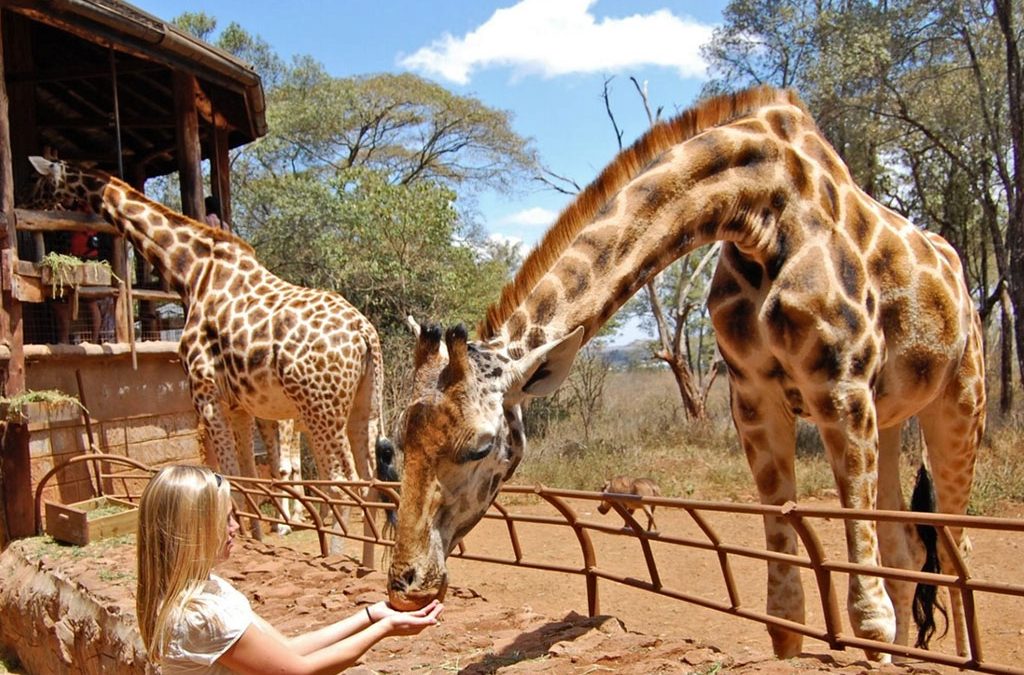 Giraffe Centre and Birdwatching Tour – 3 Days in Nairobi