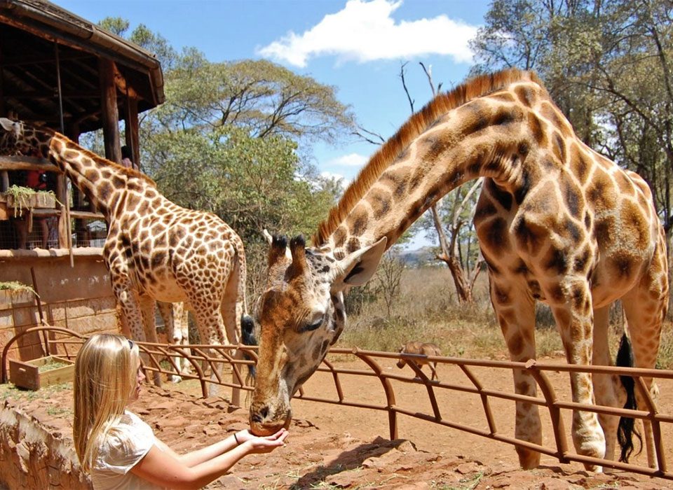 Giraffe Centre and Birdwatching Tour – 3 Days in Nairobi