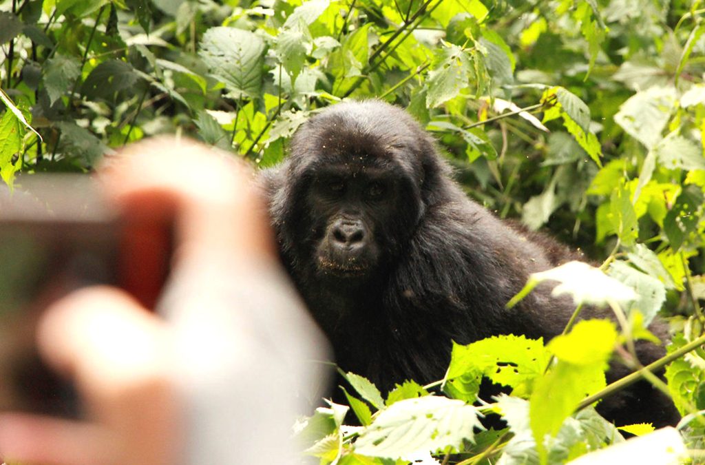 Gorilla Trekking in Both Mgahinga & Bwindi in One Trip