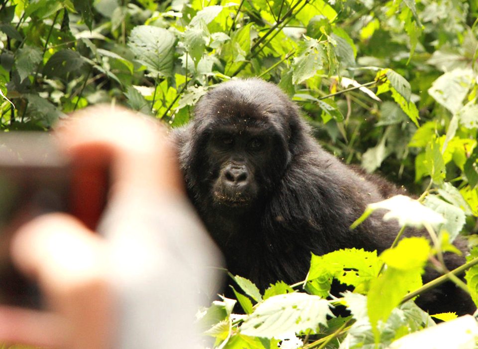 Gorilla Trekking in Both Mgahinga & Bwindi in One Trip