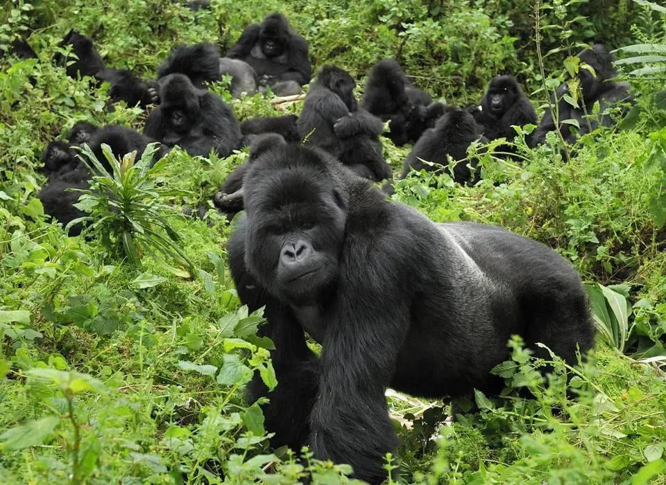 Gorillas in Rwanda & Golden Monkey Habituation in Mgahinga