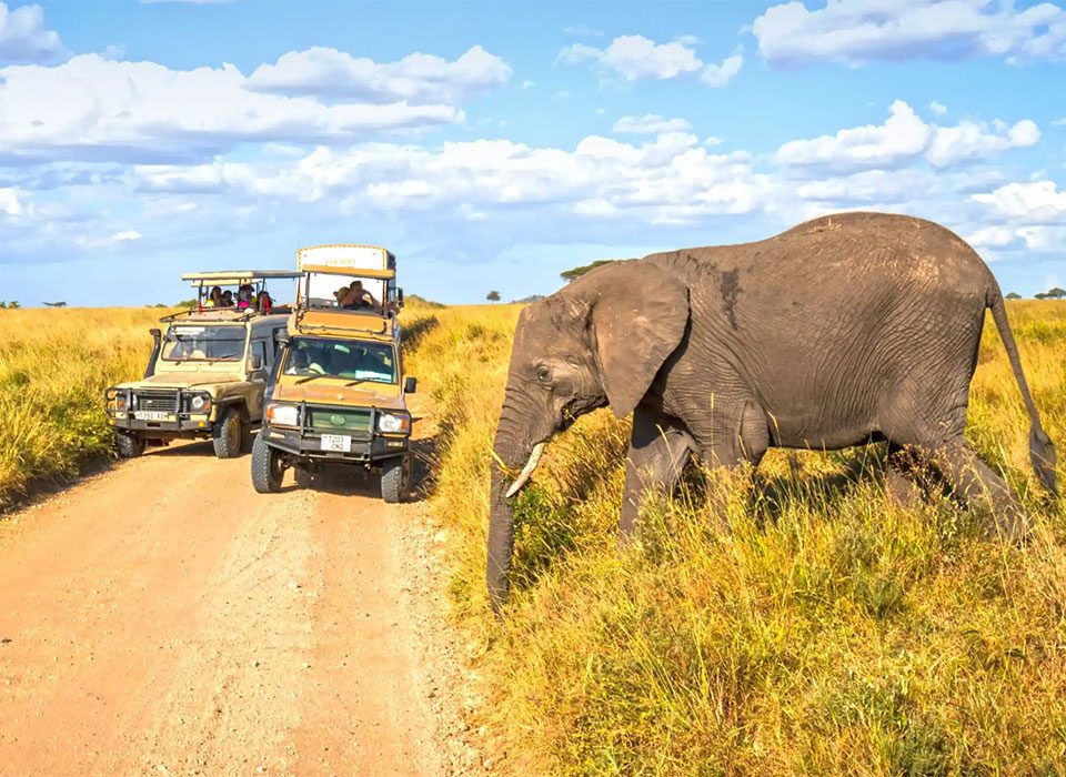 How Many Days You Need for a Safari in Tanzania
