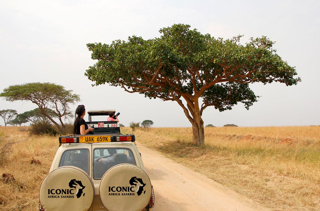How Many Days You Need for a Safari in Uganda