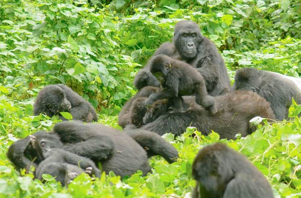 How Many Days are Suitabe for a Perfect Gorilla Safari in Uganda