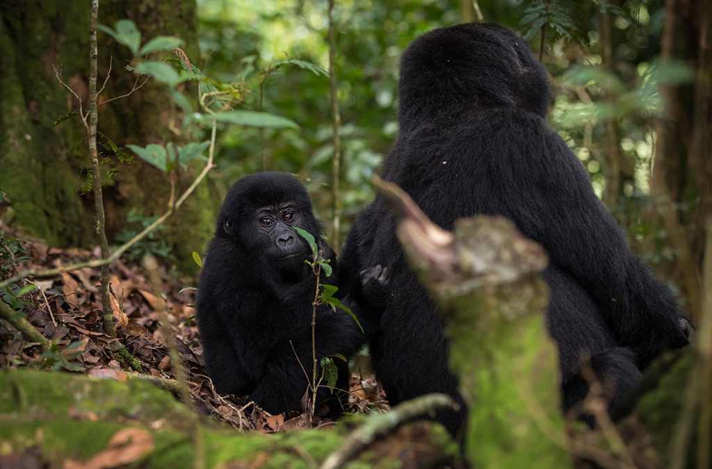 How Much Does Gorilla Trekking in Bwindi Cost