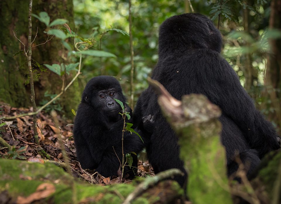 How Much Does Gorilla Trekking in Bwindi Cost