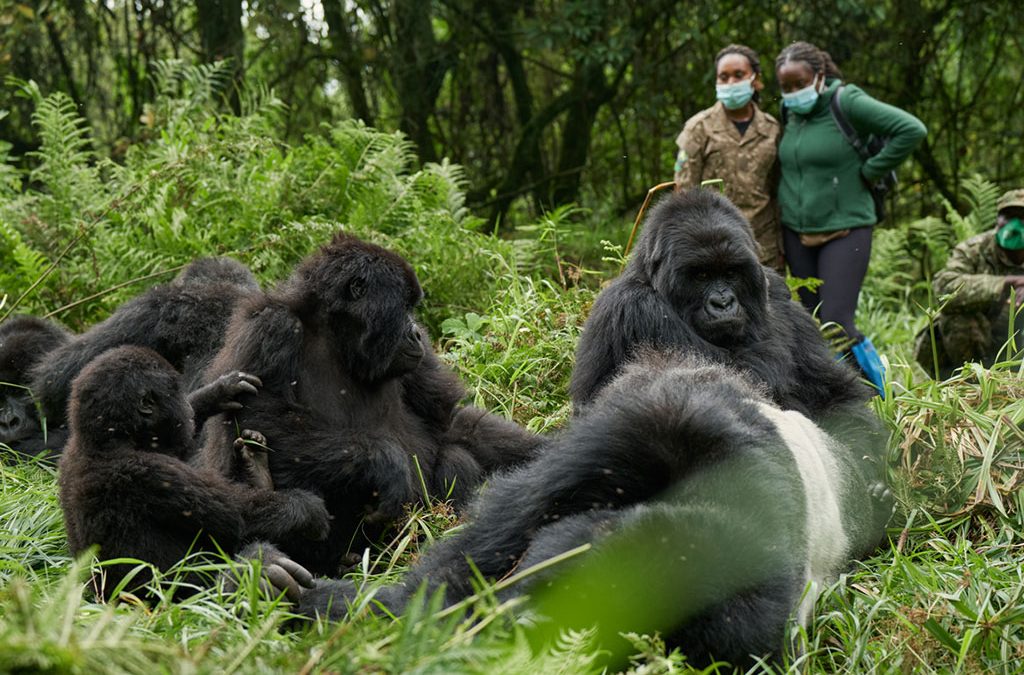 How to Choose the Right Gorilla Trekking Tour in Uganda