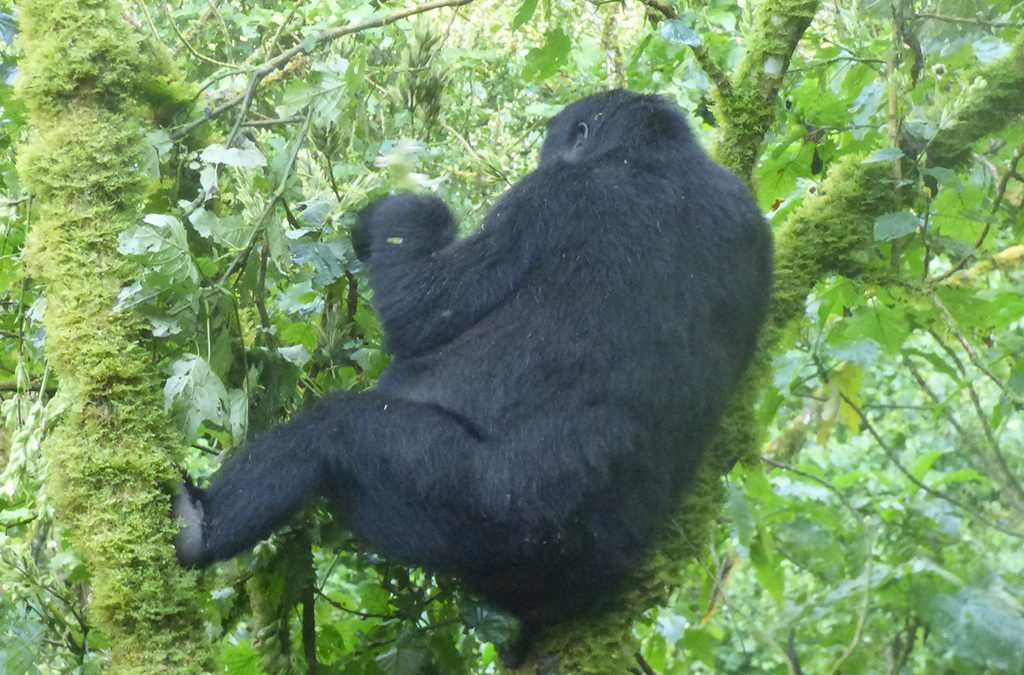 How to Plan Gorilla Safari in Uganda from UAE