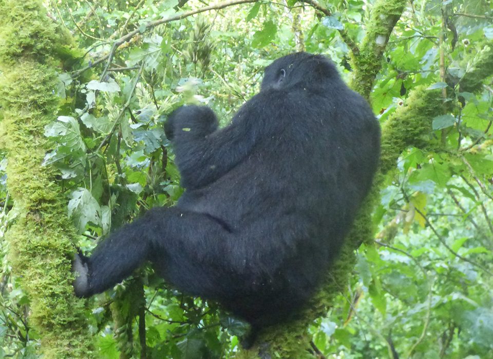 How to Plan Gorilla Safari in Uganda from UAE
