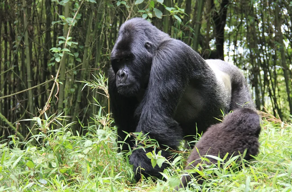 How to Plan Your Gorilla Safari in Rwanda from UAE