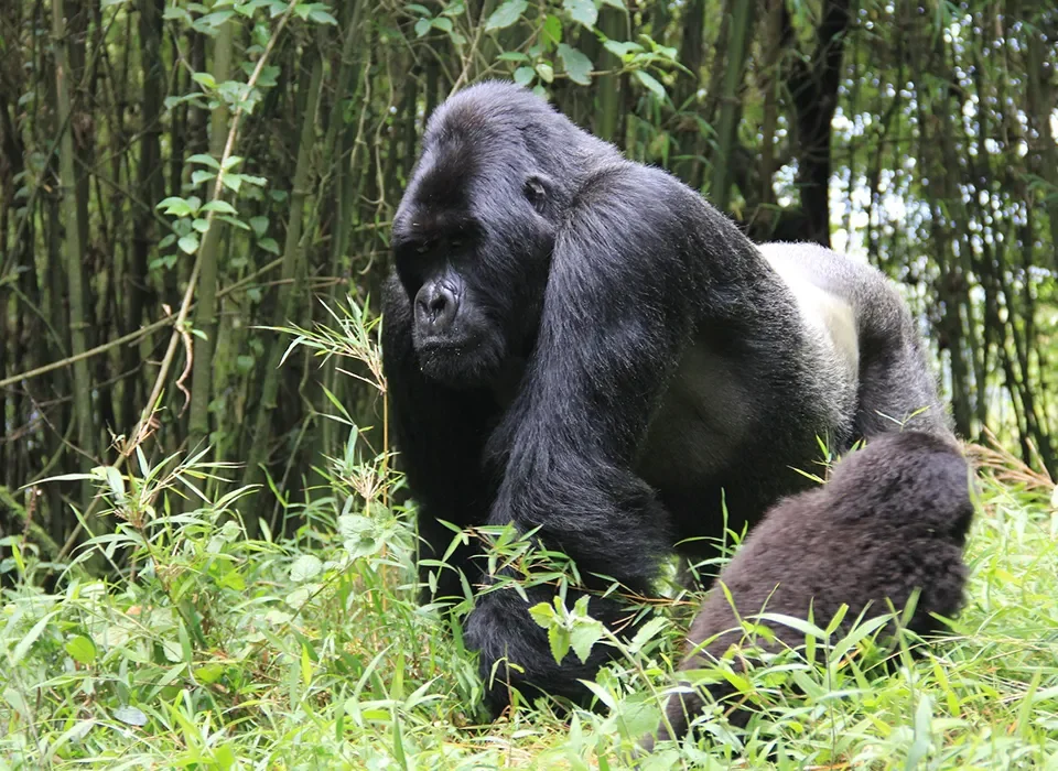 How to Plan Your Gorilla Safari in Rwanda from UAE