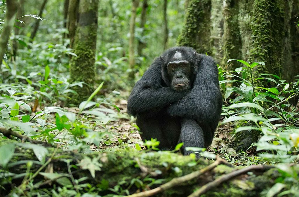How to Plan a Combined Safari to Murchison and Kibale
