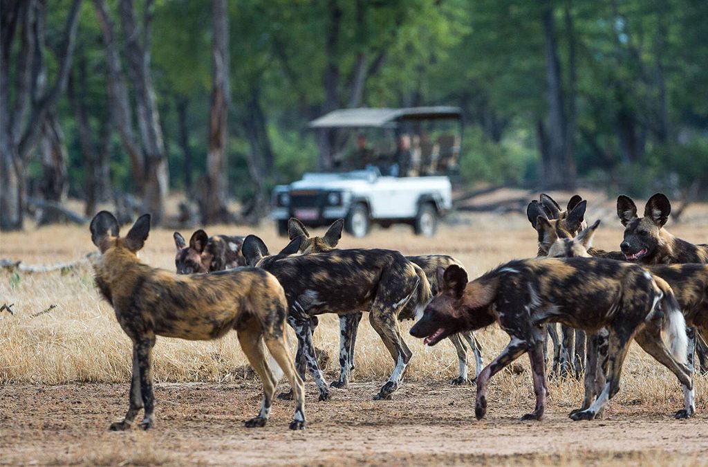 How to Plan a Safari to See Wild Dogs in Tanzania